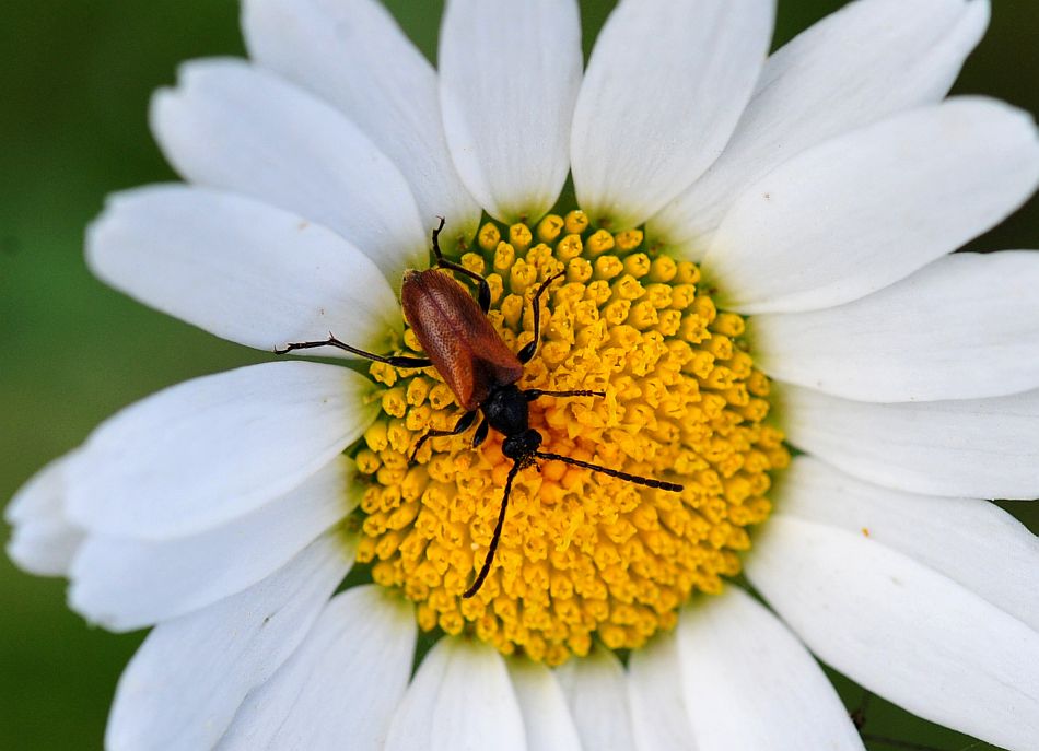 La vita in un fiore